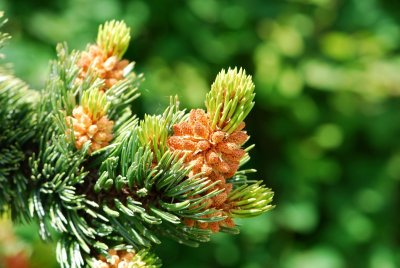 Pinus aristata - borovice osinatá - jarní přírustky